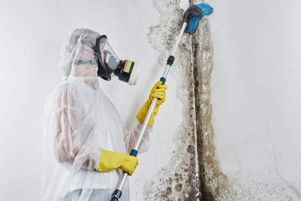 Best Ceiling water damage repair  in Canton, IL